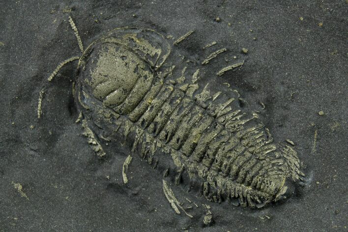 Pyritized Triarthrus Trilobite with Appendages - New York #383764